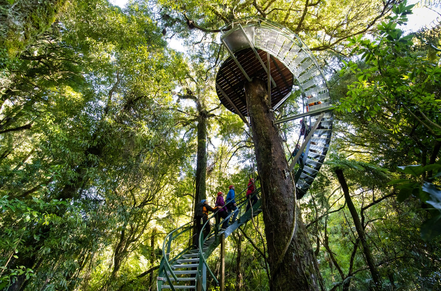 Canopy Tour